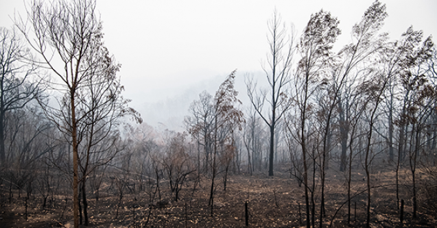 Bushfire recovery efforts