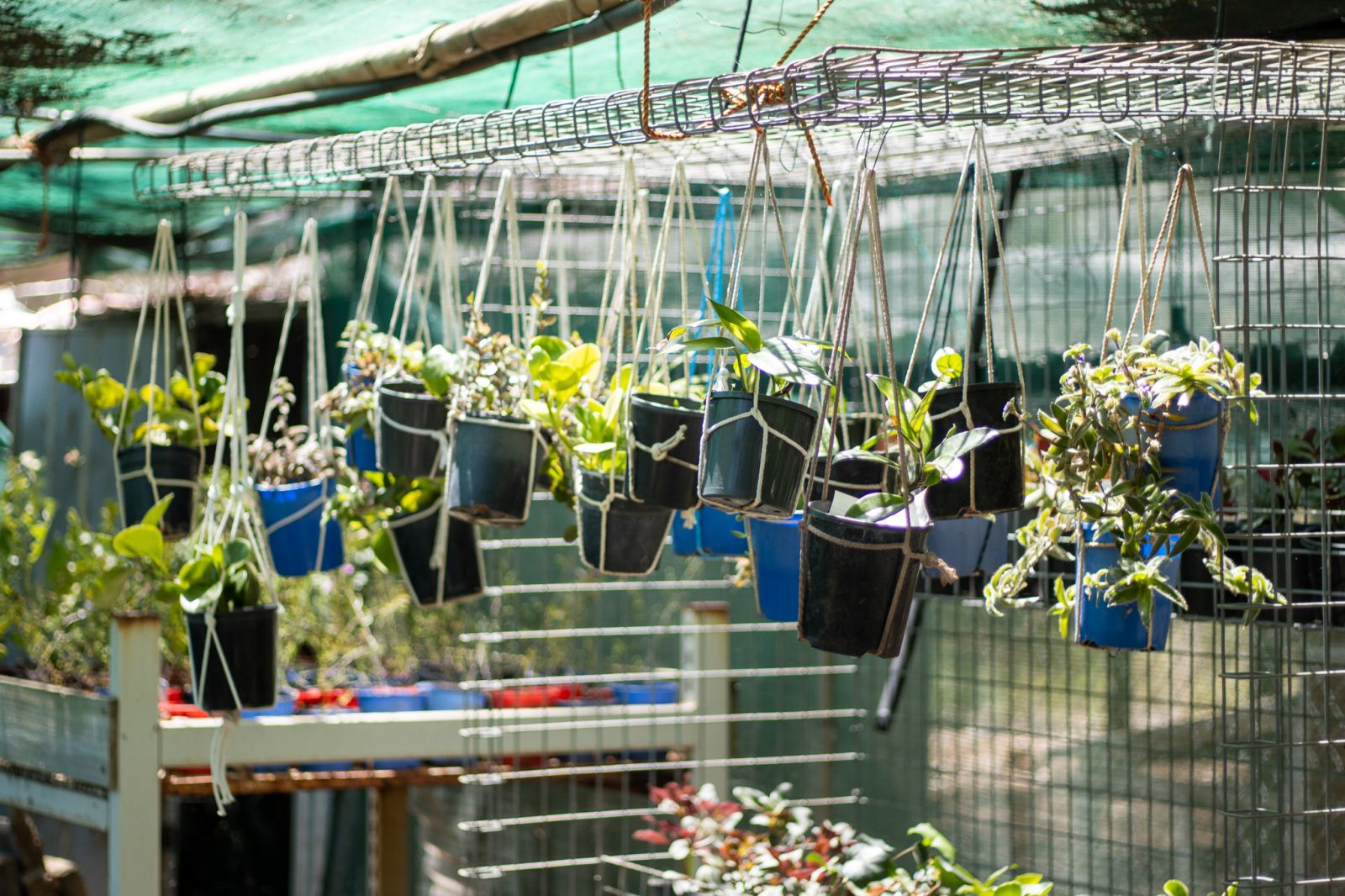 Image of Hanging pots in nursery